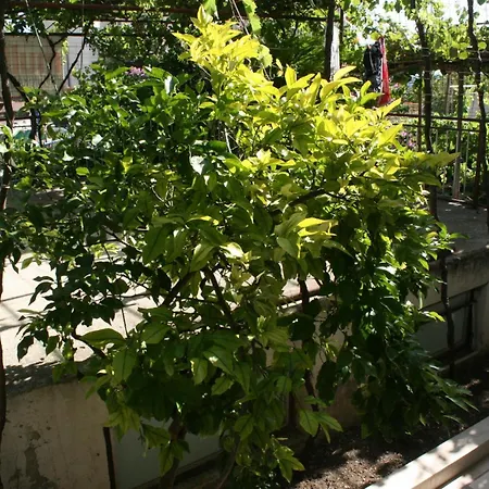 6844c Apartamento Makarska